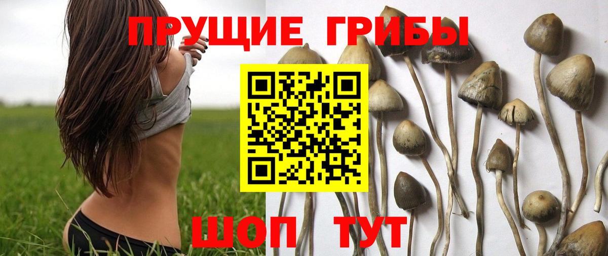 Псилоцибиновые грибы Cubensis Октябрьский
